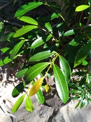 Mascarenhasia