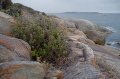 Banksia praemorsa