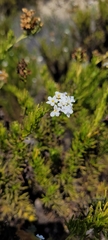 Heliotropium stenophyllum