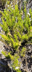 Heliotropium stenophyllum