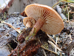 Neolentinus adhaerens