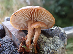 Neolentinus adhaerens