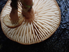 Neolentinus adhaerens