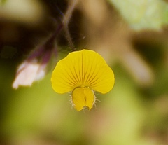 Crotalaria filipes