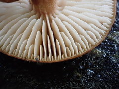 Neolentinus adhaerens