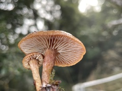 Neolentinus adhaerens