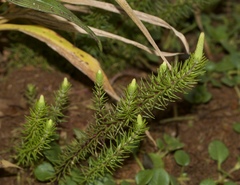 Pogostemon deccanensis