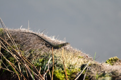 Podarcis carbonelli carbonelli