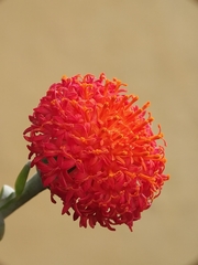Angiospermae