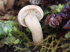 Neolentinus adhaerens