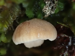 Neolentinus adhaerens