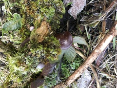 Auricularia auricula-judae