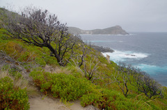 Banksia praemorsa