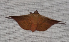 Banisia