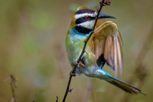 White-throated Bee-eater