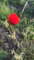 Papaver pavoninum