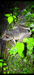 Pristimantis labiosus