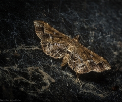 Merodictya marmorata