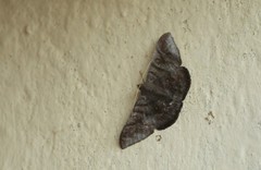 Sphacelodes vulneraria