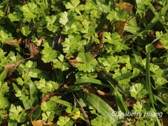 Hydrocotyle batrachium