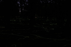 Phanophorus perspicax