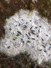 Alyxoria culmigena