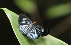 Pythonides lancea