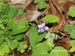 Viola inconspicua nagasakiensis