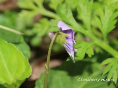 Viola inconspicua nagasakiensis