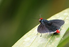 Pyrrhopyge aziza