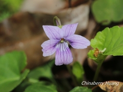 Viola inconspicua nagasakiensis