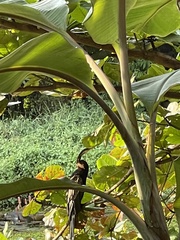 Anhinga melanogaster