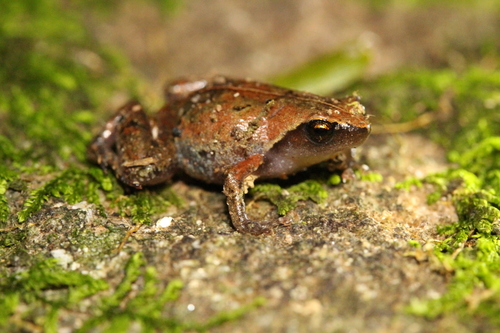 Ambohitantely Stump-toed Frog, Anilany helenae