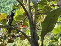 Anhinga melanogaster
