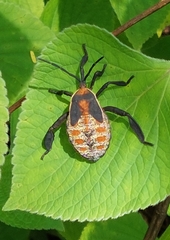 Petascelis remipes