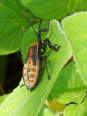 Petascelis remipes