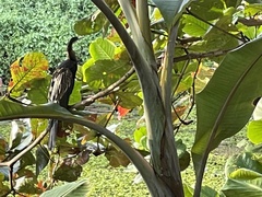 Anhinga melanogaster