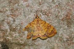 Portentomorpha xanthialis