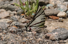 Protesilaus stenodesmus