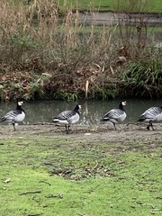 Branta leucopsis