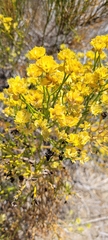 Gymnophyton