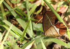 Pierella nereis