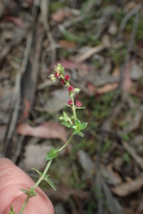 Gonocarpus serpyllifolius