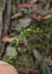 Gonocarpus serpyllifolius