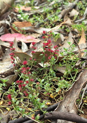 Gonocarpus serpyllifolius