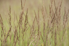 Agrostis canina