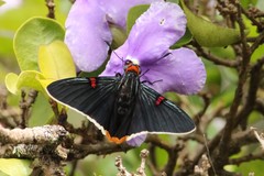 Phocides polybius phanias