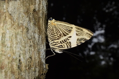 Colobura dirce