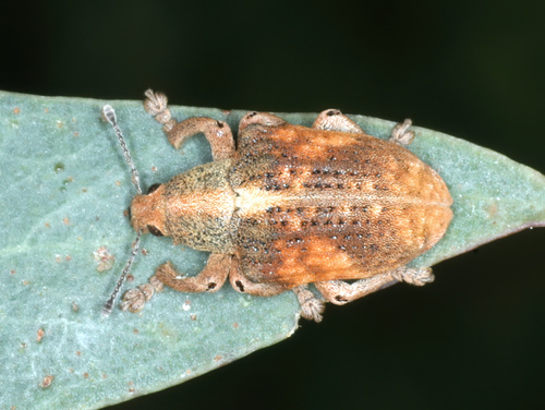 Gorgulho do eucalipto