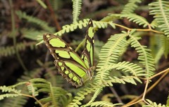 Philaethria wernickei